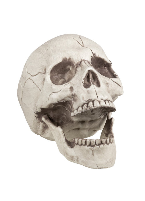 Skull with Movable Jaw