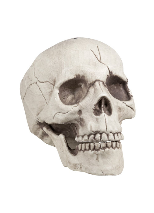 Skull with Movable Jaw
